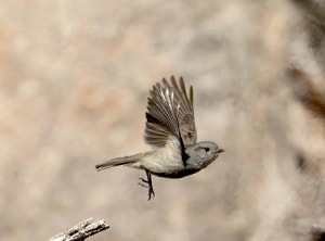 bird-leaving-the-nest