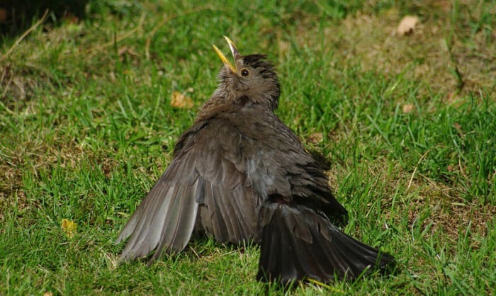 bird-lice