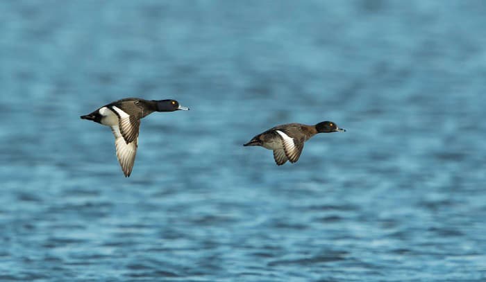 bird-migration