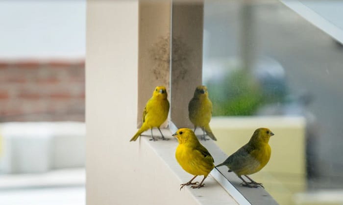 birds-behind-glasses