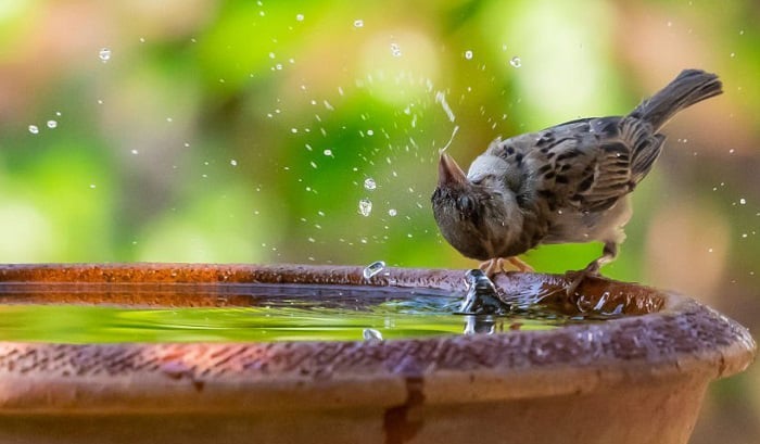 birds-drinking-water