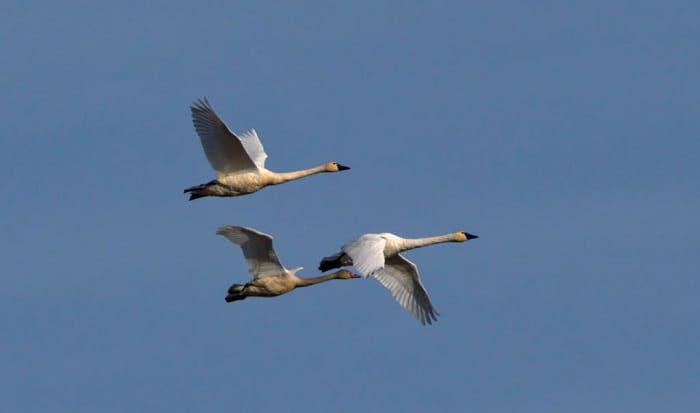 birds-fly-in-the-winter