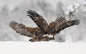 birds-mate-for-life-in-North-America