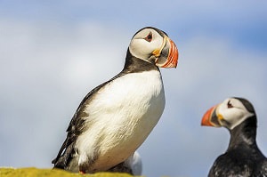 birds-pair