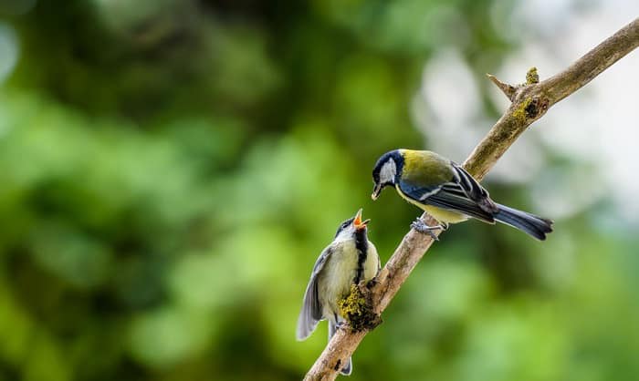 birds-reproduce