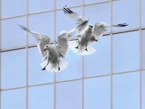 birds-run-into-windows