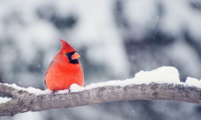birds-survive-in-the-winter