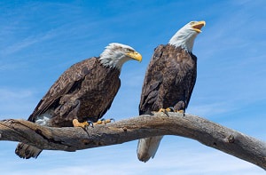 birds-that-mate-for-life-crossword