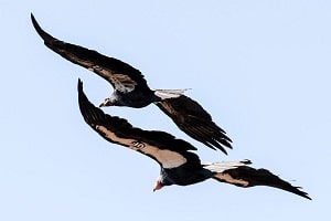 birds-that-stay-together-for-life