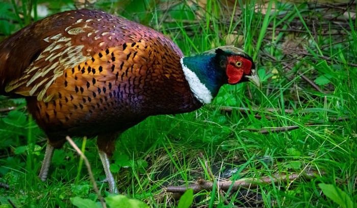 chinese-ring-necked-pheasant