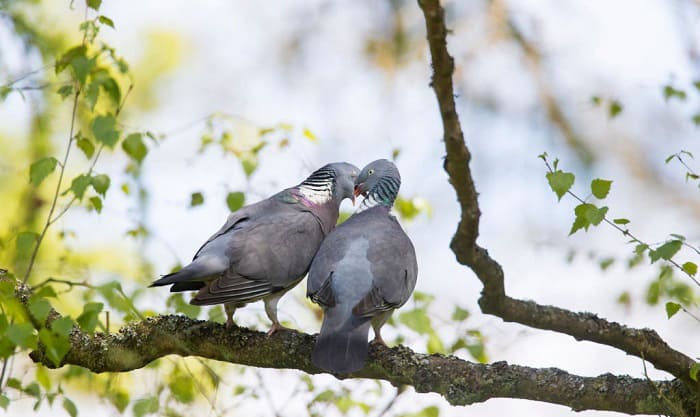 do-birds-have-penises