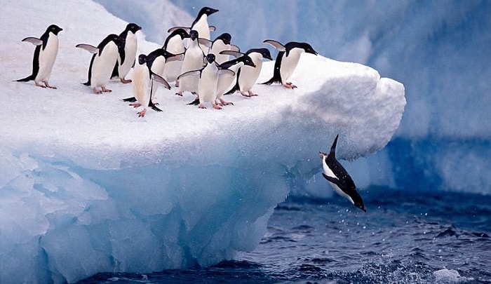 What Bird Can Swim but Not Fly? Get the Facts Here!