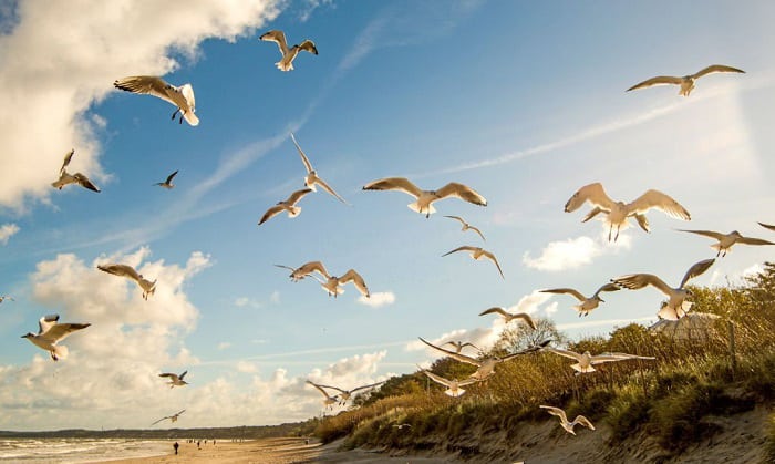 flock-of-birds-meaning