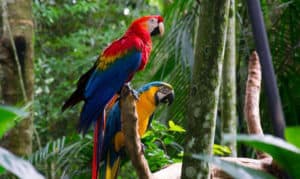 Why Do Parrots Bob Their Heads? - 7 Common Reasons