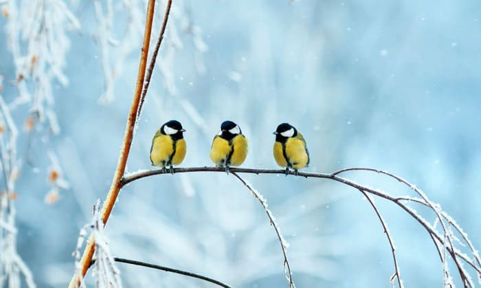 help-birds-in-cold-weather