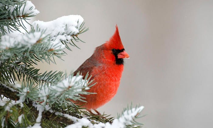 help-birds-in-the-snow