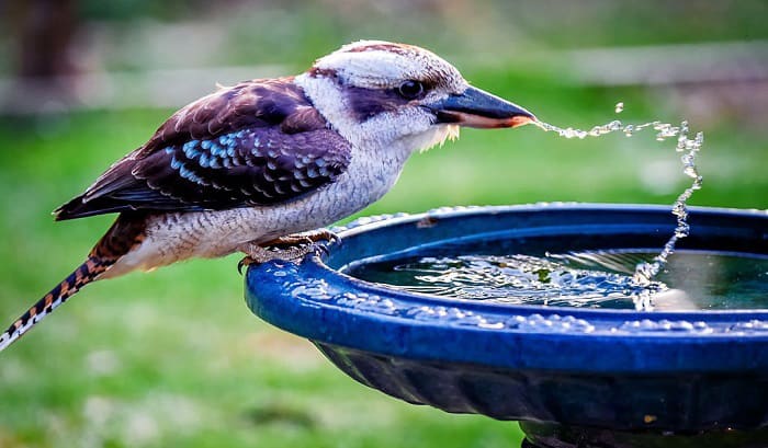 how do birds drink water