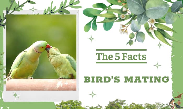 how do birds mate