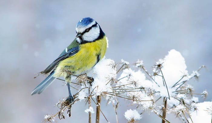 how do birds stay warm in the winter