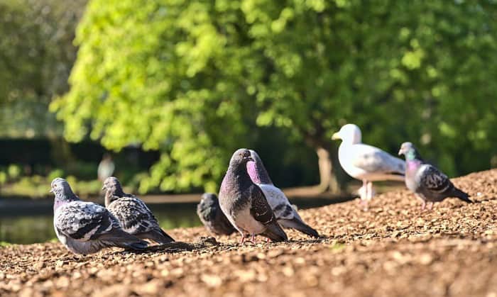 how does the respiratory system in birds differ from the mammalian respiratory system