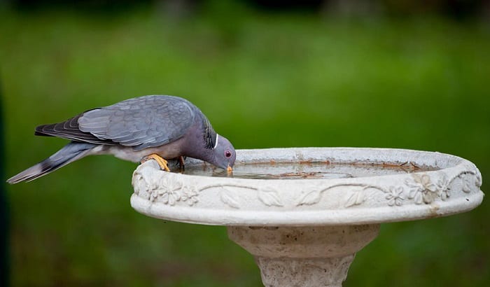 how-often-do-birds-drink-water