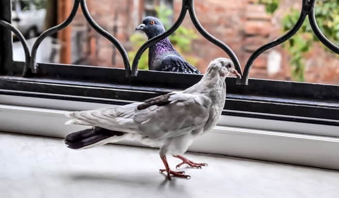 how to get a bird out of a building