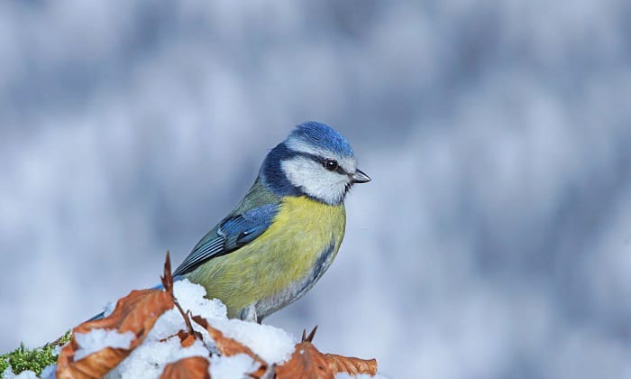how to help birds in winter