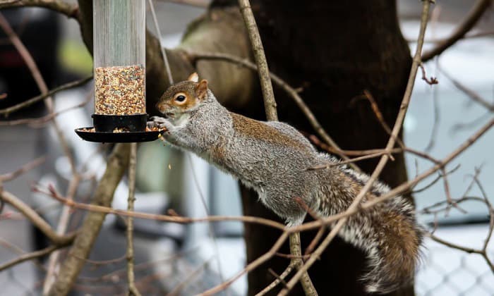 how to keep squirrels out of bird feeder