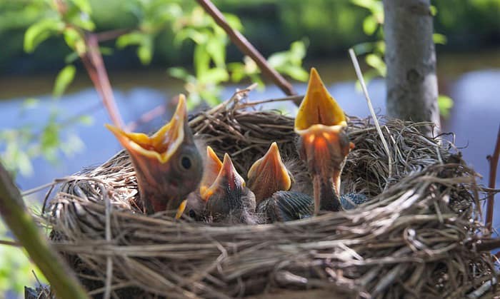 how to tell if a mother bird has abandoned her nest