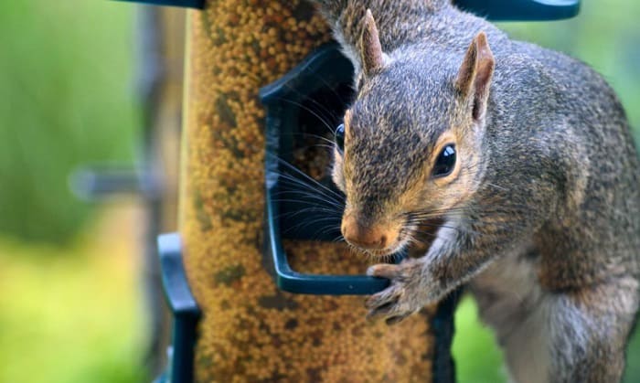 keeping-squirrels-away-from-bird-feeder