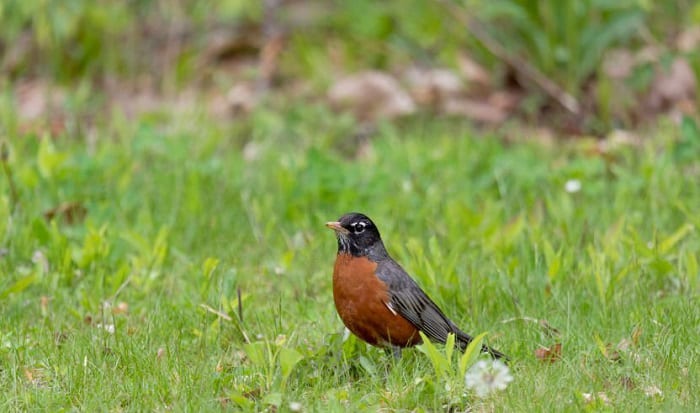 michigan's-state-bird