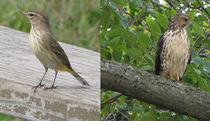 mississippi-mockingbird