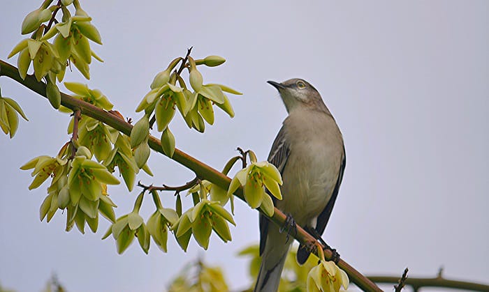 mississippi-state-bird