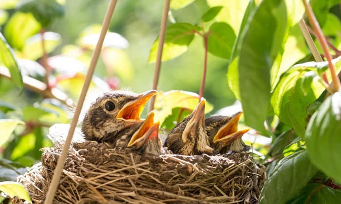 mother-bird-has-abandoned-her-eggs