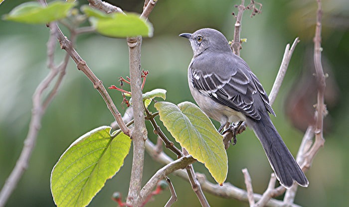 ms-state-bird