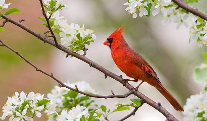 ohio-state-bird