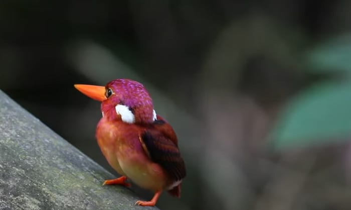 rare-bird-species