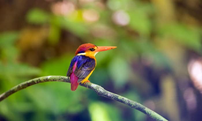 rarest birds in the world