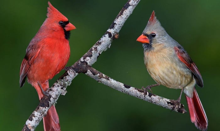 red-cardinal-bird