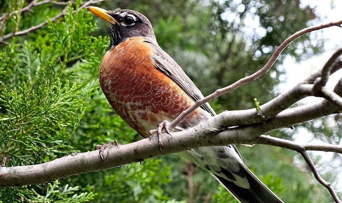 robin-bird-symbolism