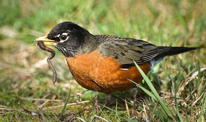 robin-redbreast-bird