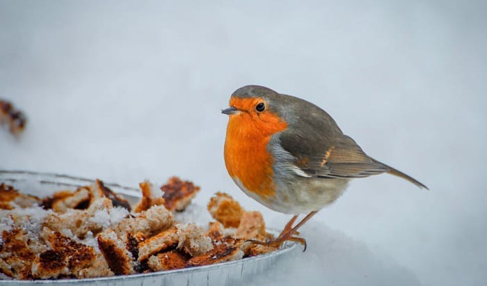 robins-in-michigan