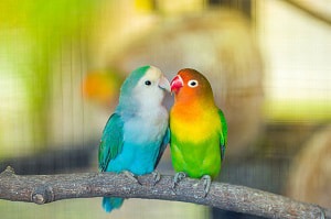 romantic-birds