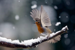 small-birds-stay-warm-in-winter