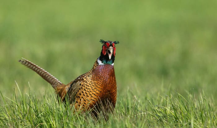 south-dakota's-state-bird