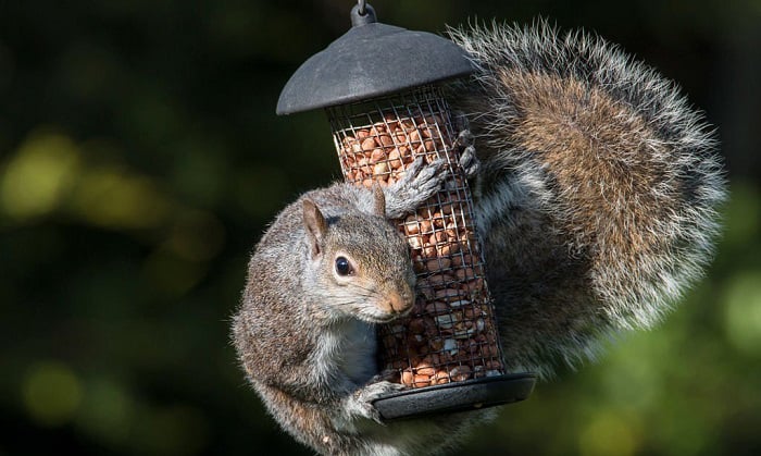 squirrel-proof-bird-feeder