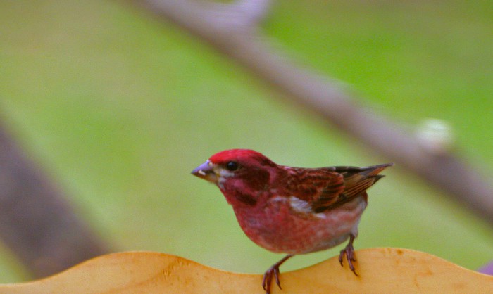 stabe-bird-and-flower