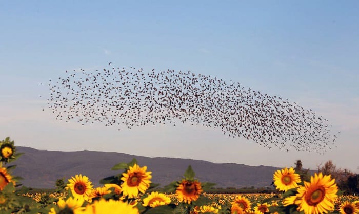 swarms of birds what does that mean