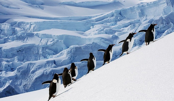 What Bird Can Swim but Not Fly? Get the Facts Here!