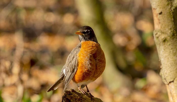 what is the state bird of michigan